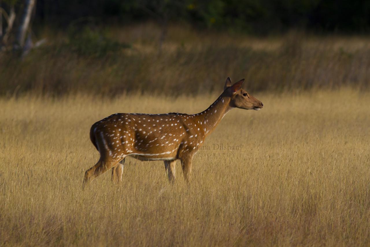 Готель Willpattu Wild Watch Habawewa Екстер'єр фото