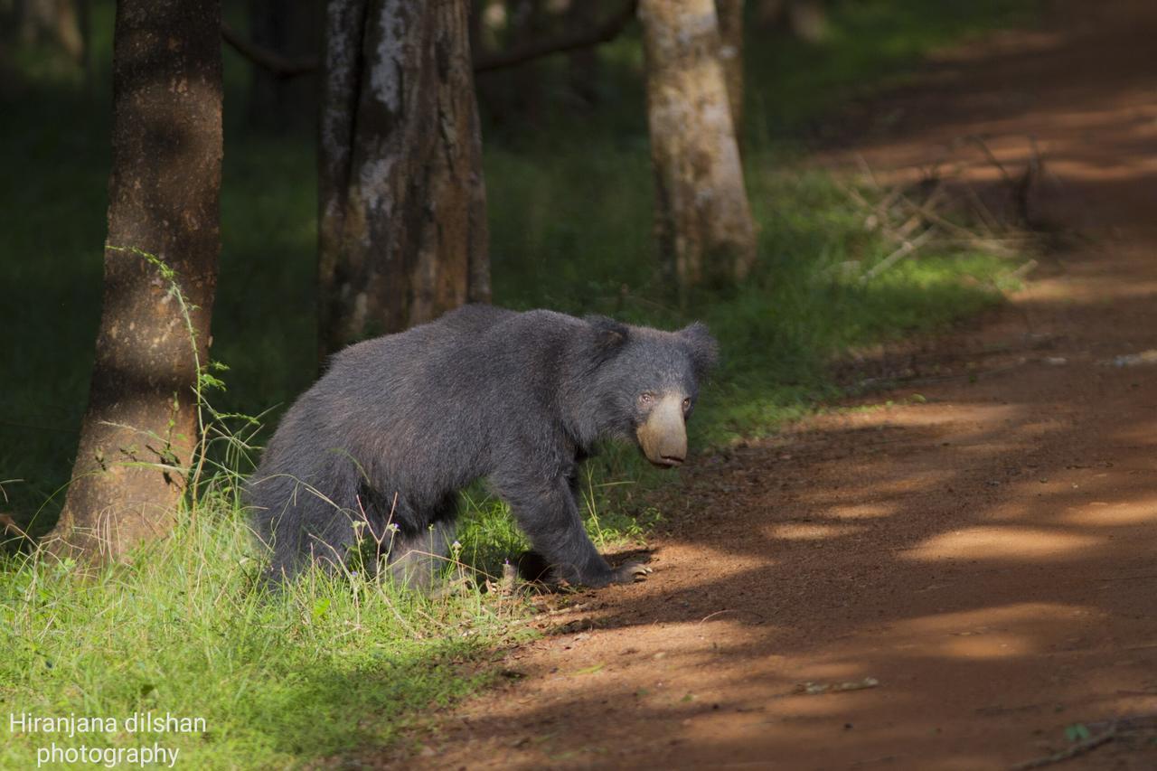Готель Willpattu Wild Watch Habawewa Екстер'єр фото